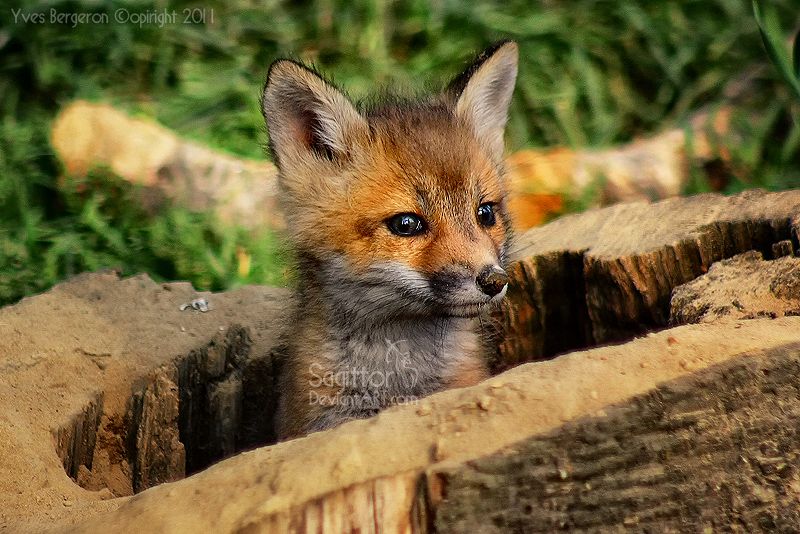 Friendly Foxes Week 2