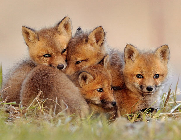 Friendly Foxes Week Twenty