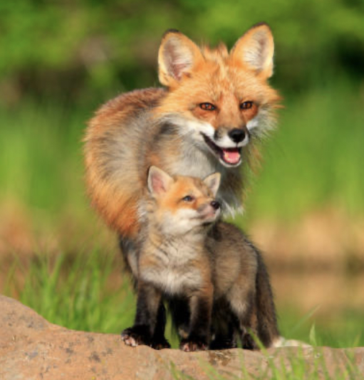 Friendly Foxes Week Ten